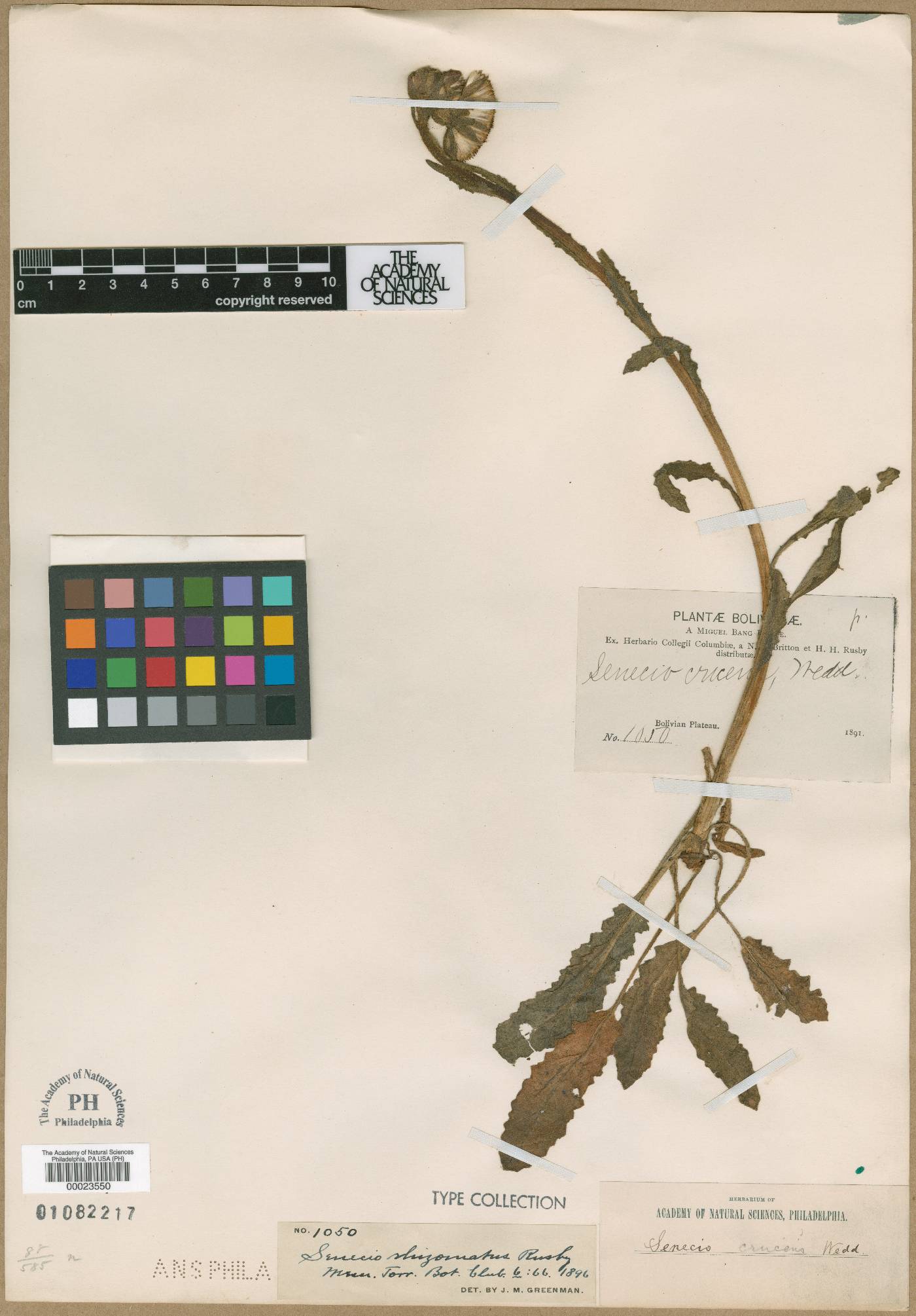 Senecio rhizomatus image