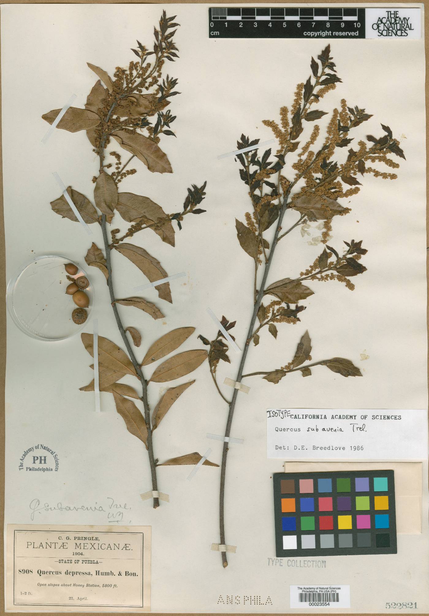 Quercus depressa image