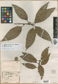 Quercus trinitatis image