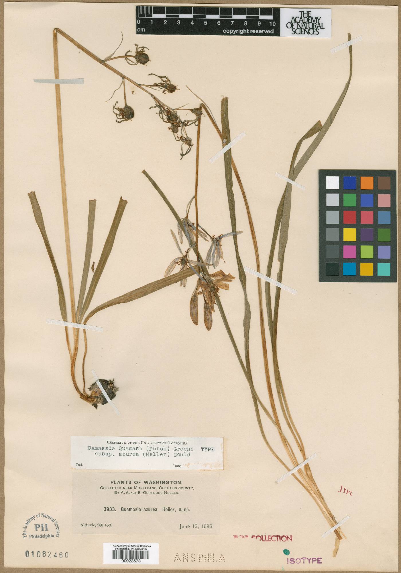 Camassia quamash subsp. azurea image