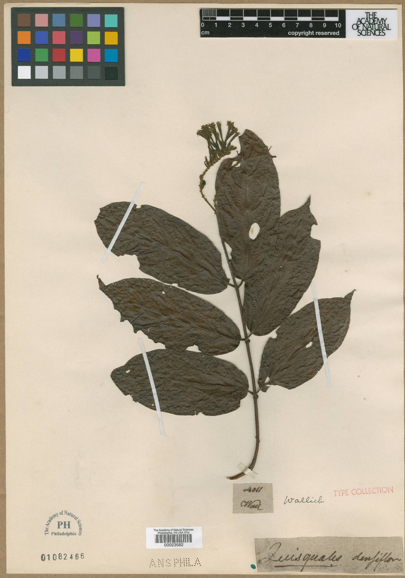 Combretum densiflorum image