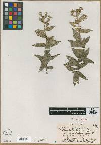 Railliardia platyphylla var. trillioidea image