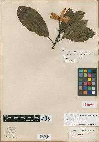 Gardenia storckii image