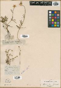 Image of Ranunculus amoenus