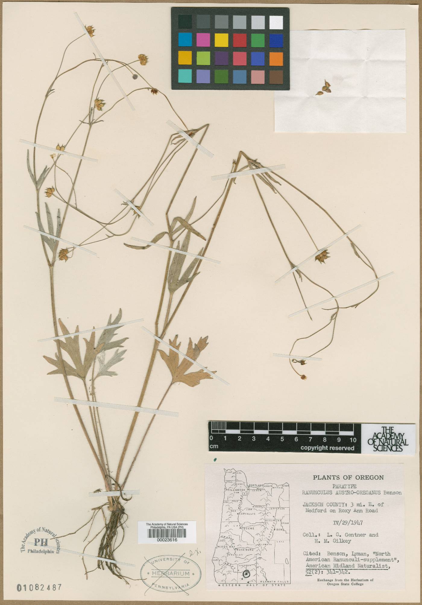 Ranunculus austro-oreganus image