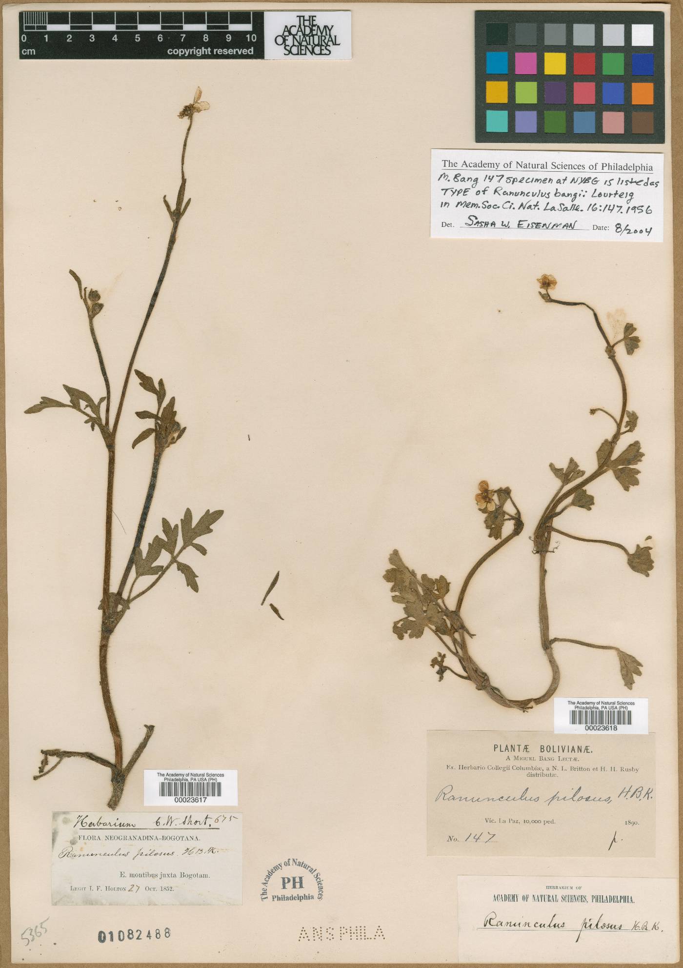 Ranunculus bangii image