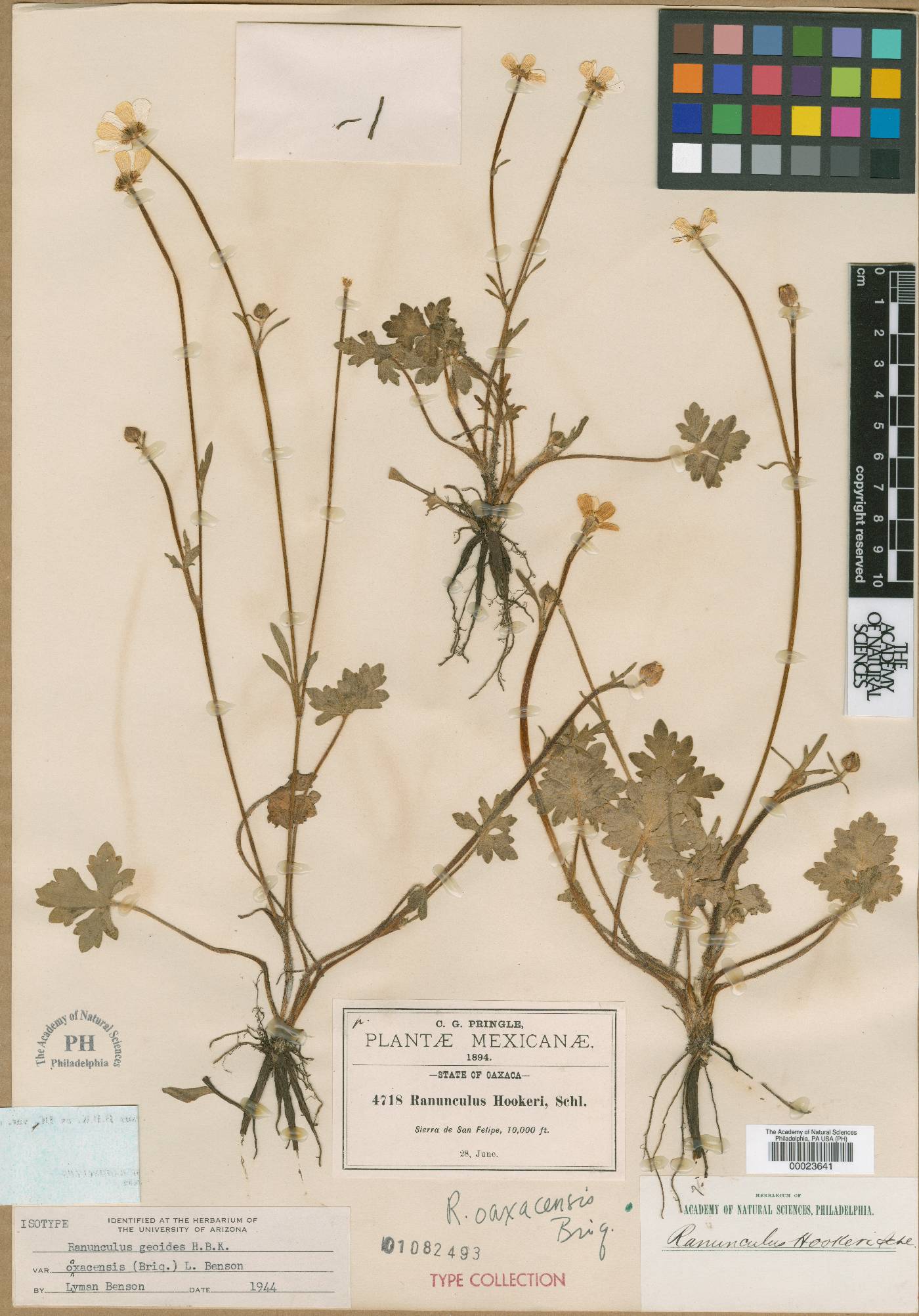 Ranunculus geoides image