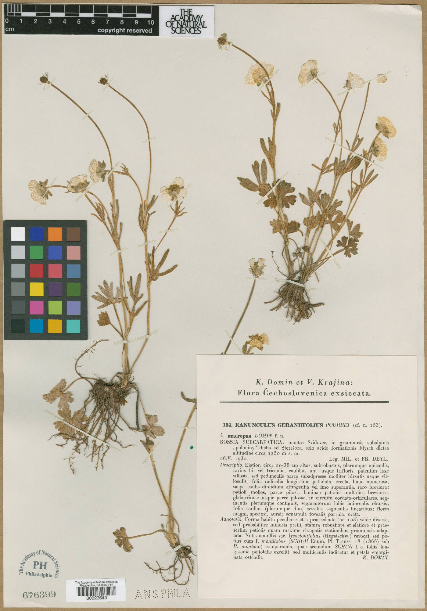 Ranunculus verticillatus image