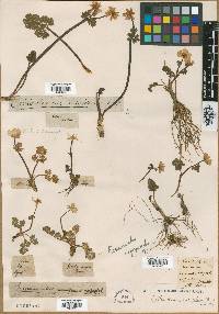 Callianthemum isopyroides image