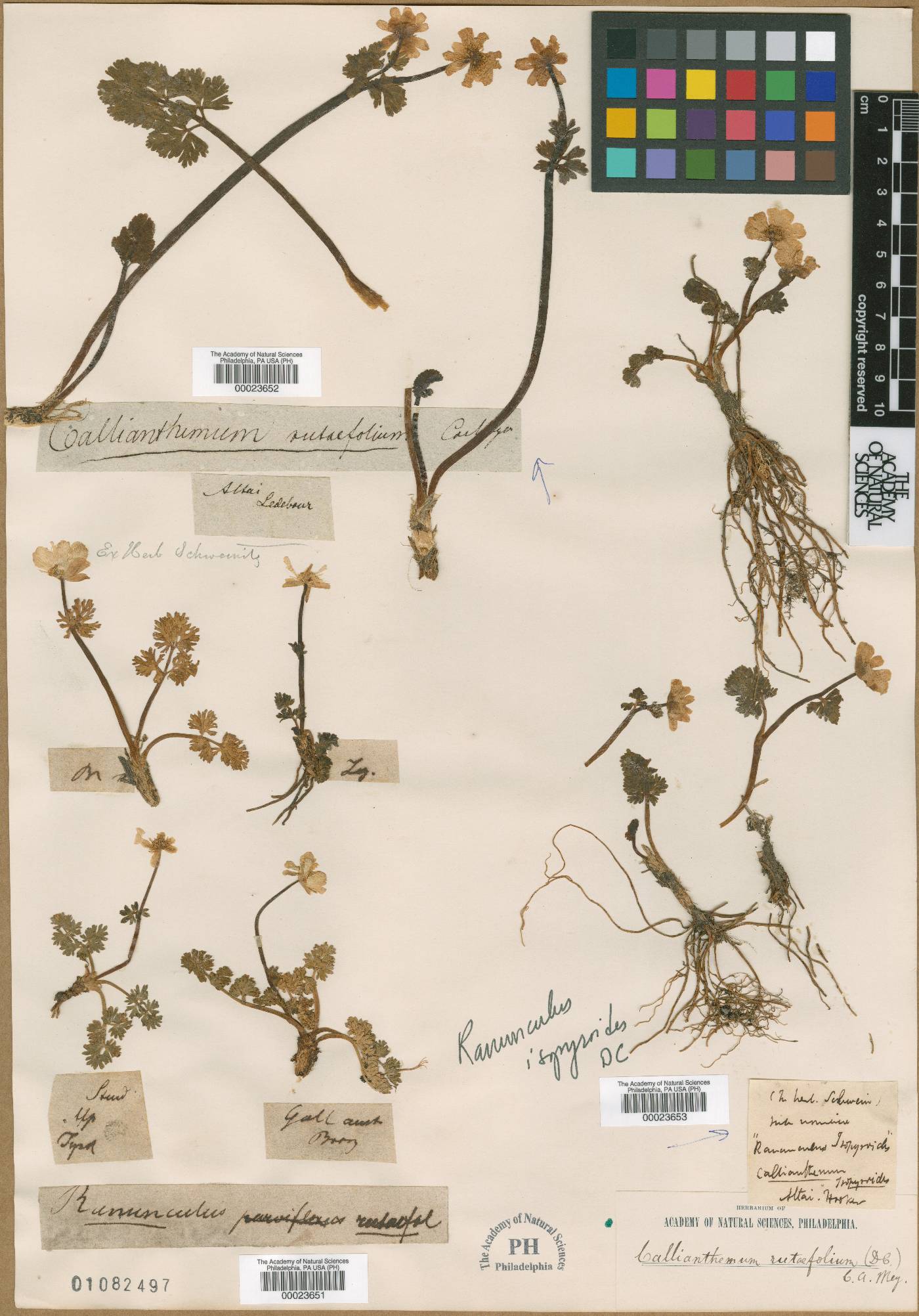 Callianthemum isopyroides image