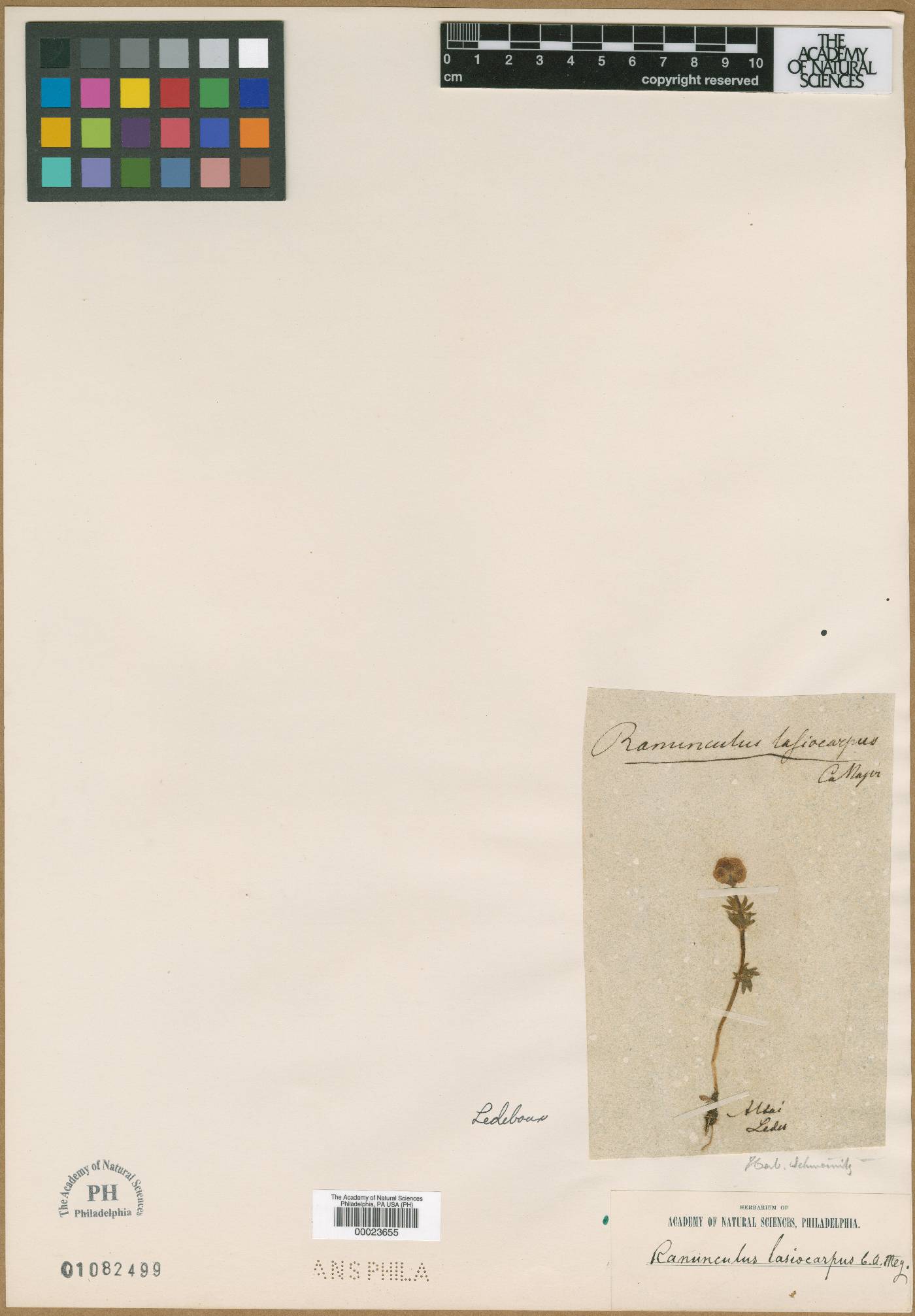 Ranunculus lasiocarpus image