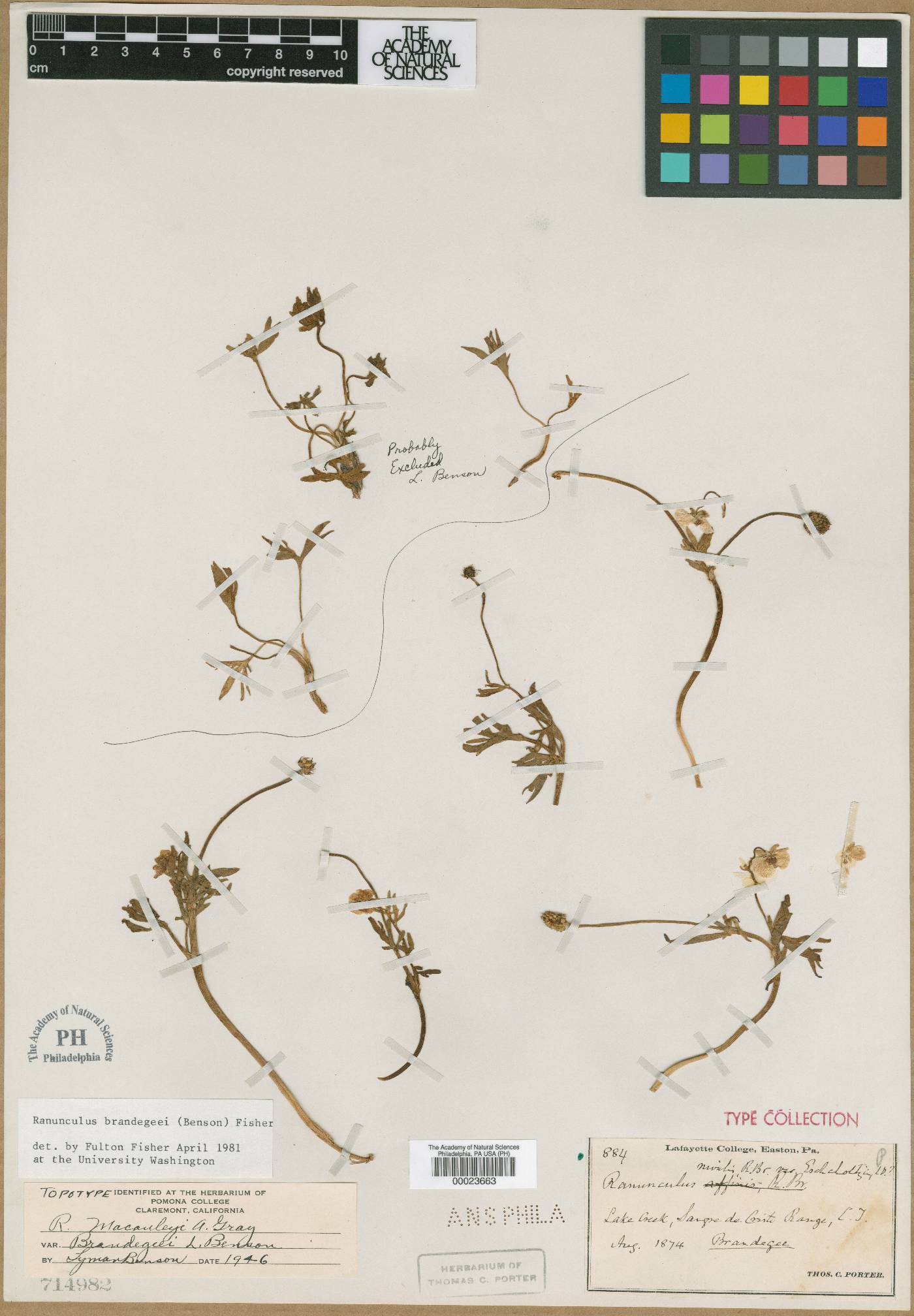 Ranunculus macauleyi var. brandegeei image