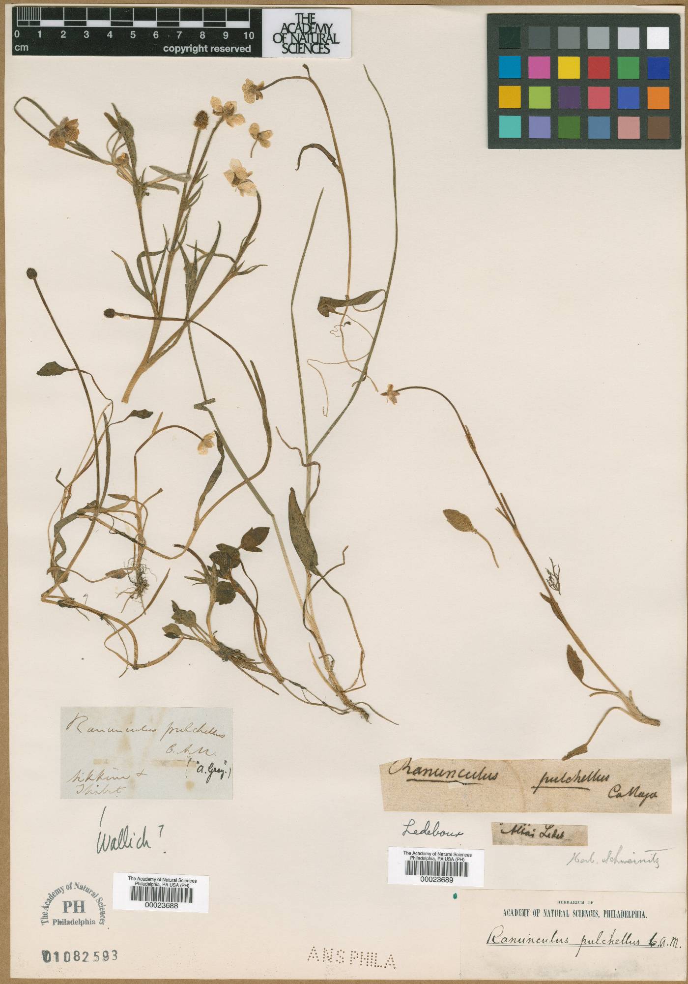 Ranunculus pulchellus image