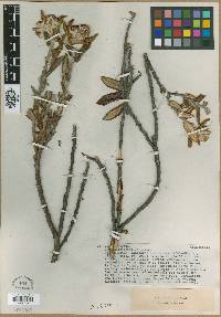Image of Monticalia sclerosa