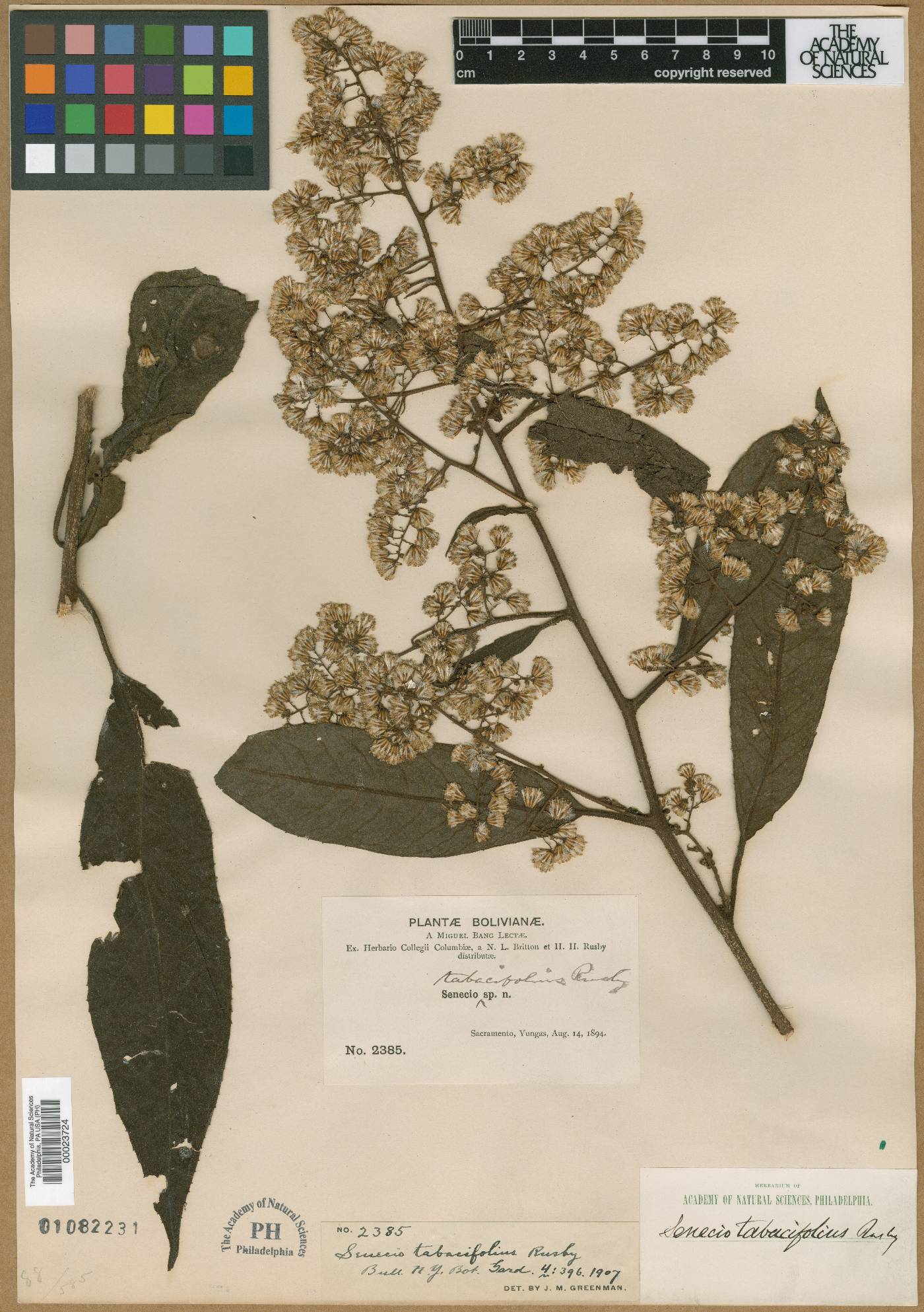 Dendrophorbium tabacifolium image