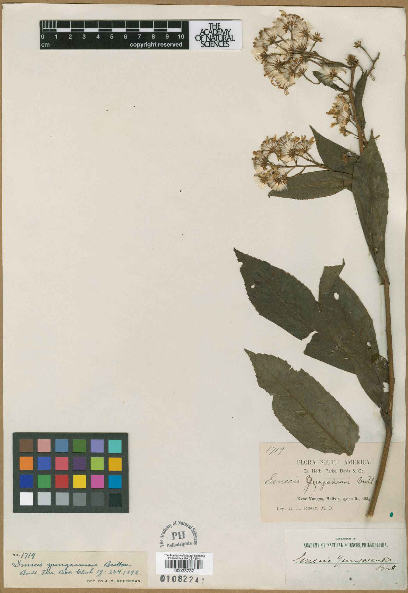 Dendrophorbium yungasense image