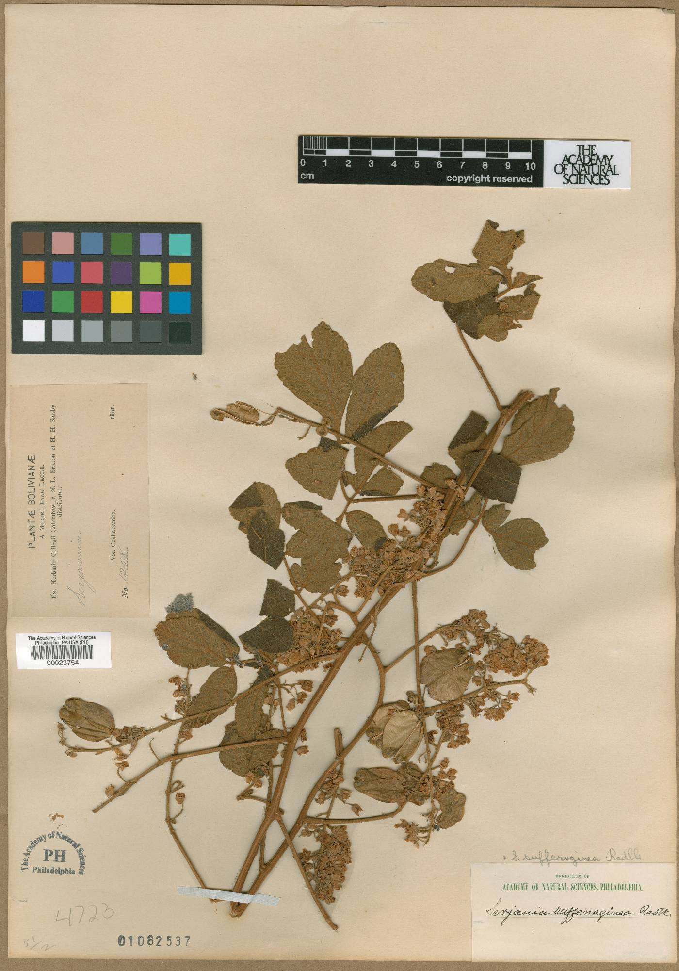 Serjania sufferruginea image