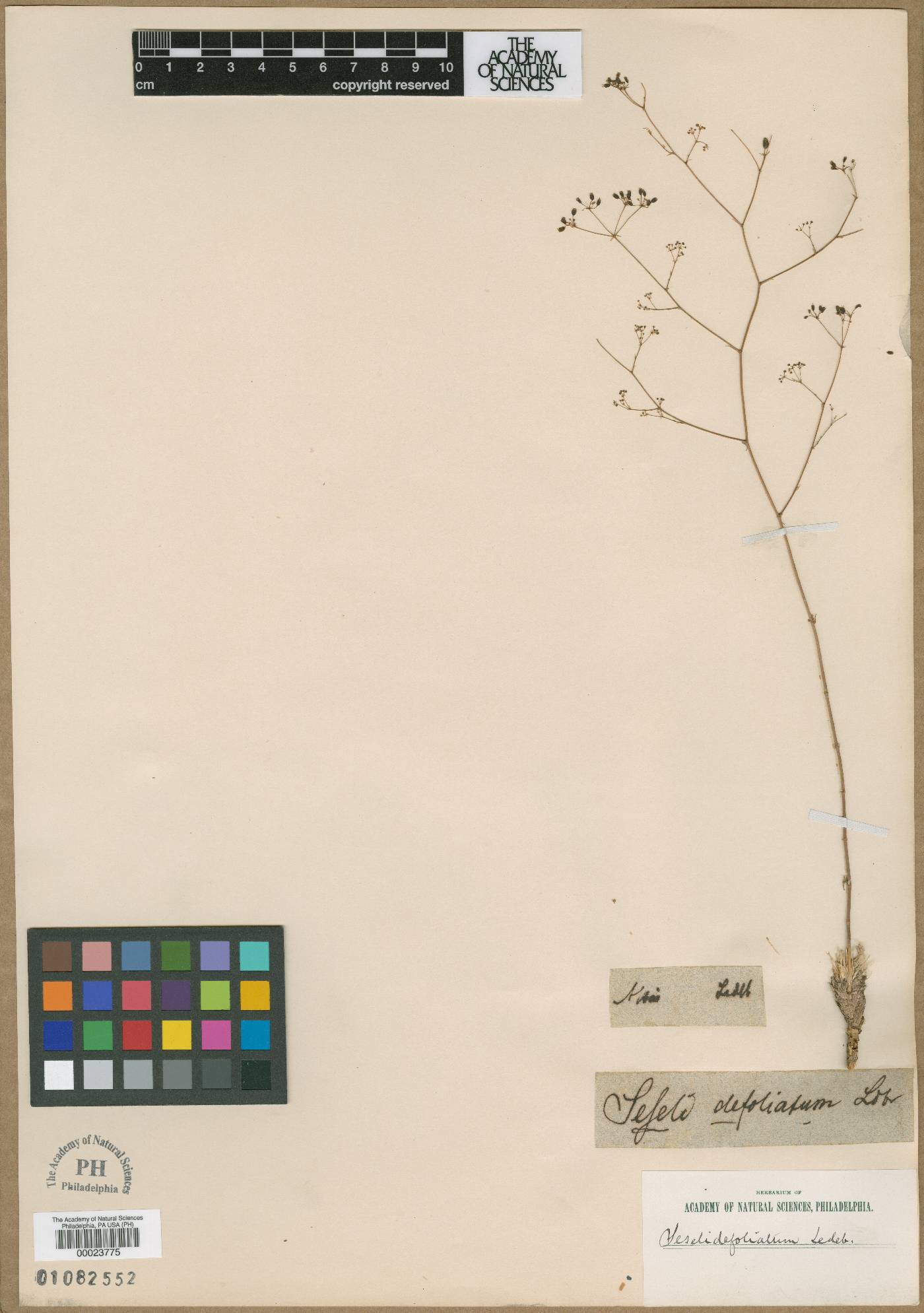 Palimbia defoliata image