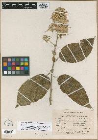 Image of Sessea acuminata