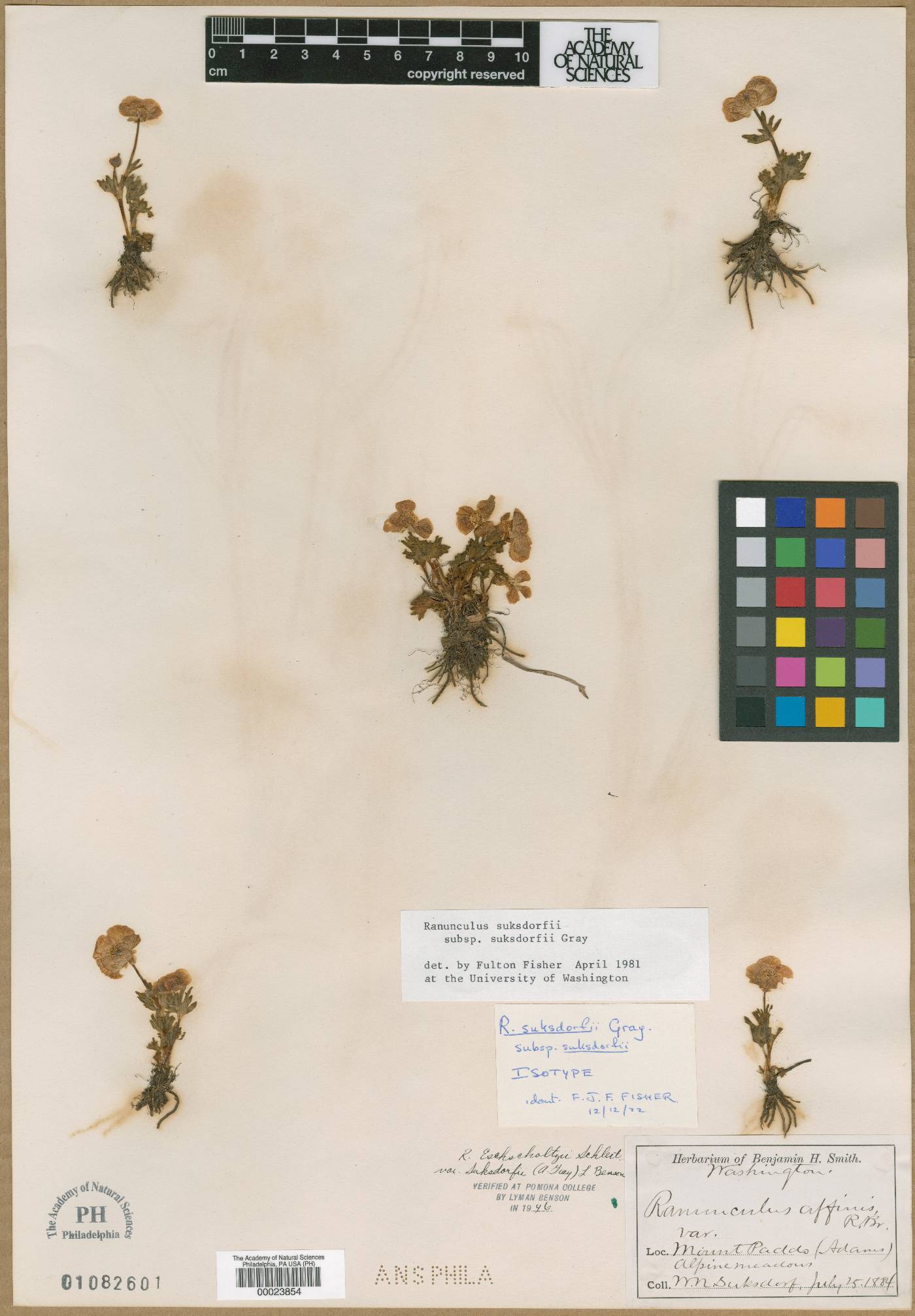 Ranunculus suksdorfii image