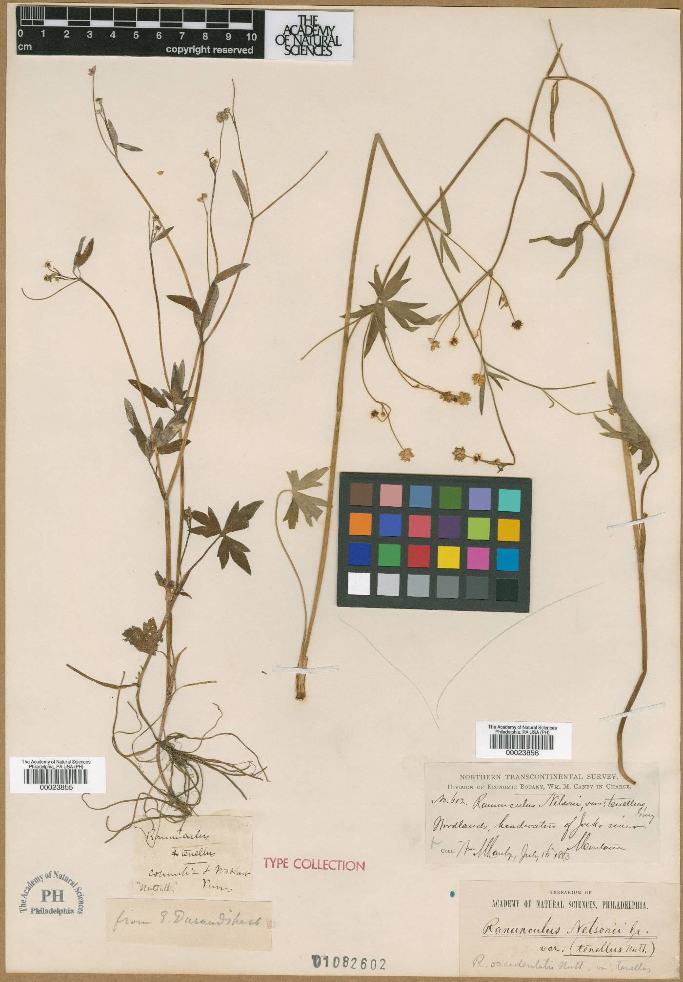 Ranunculus tenellus image