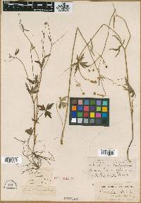 Ranunculus tenellus image