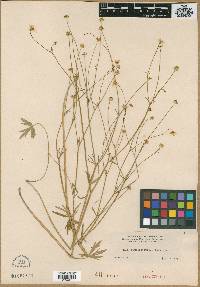 Ranunculus tenuipes image