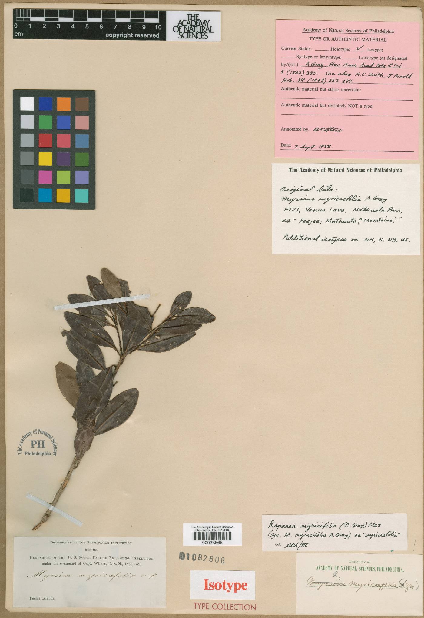 Myrsine myricifolia image