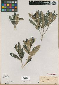 Rauvolfia salicifolia image