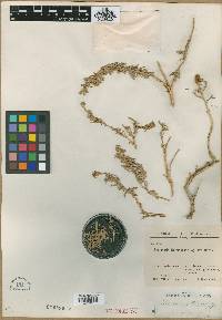Image of Reaumuria kermanensis