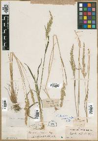 Eatonia obtusata image