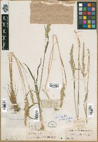 Eatonia obtusata image