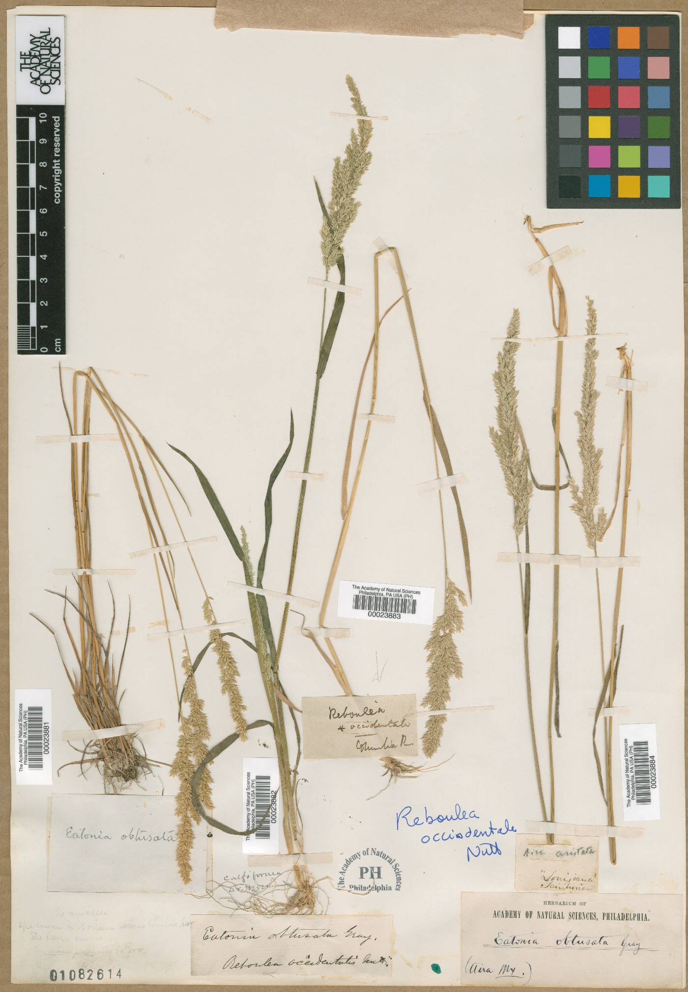 Eatonia obtusata image