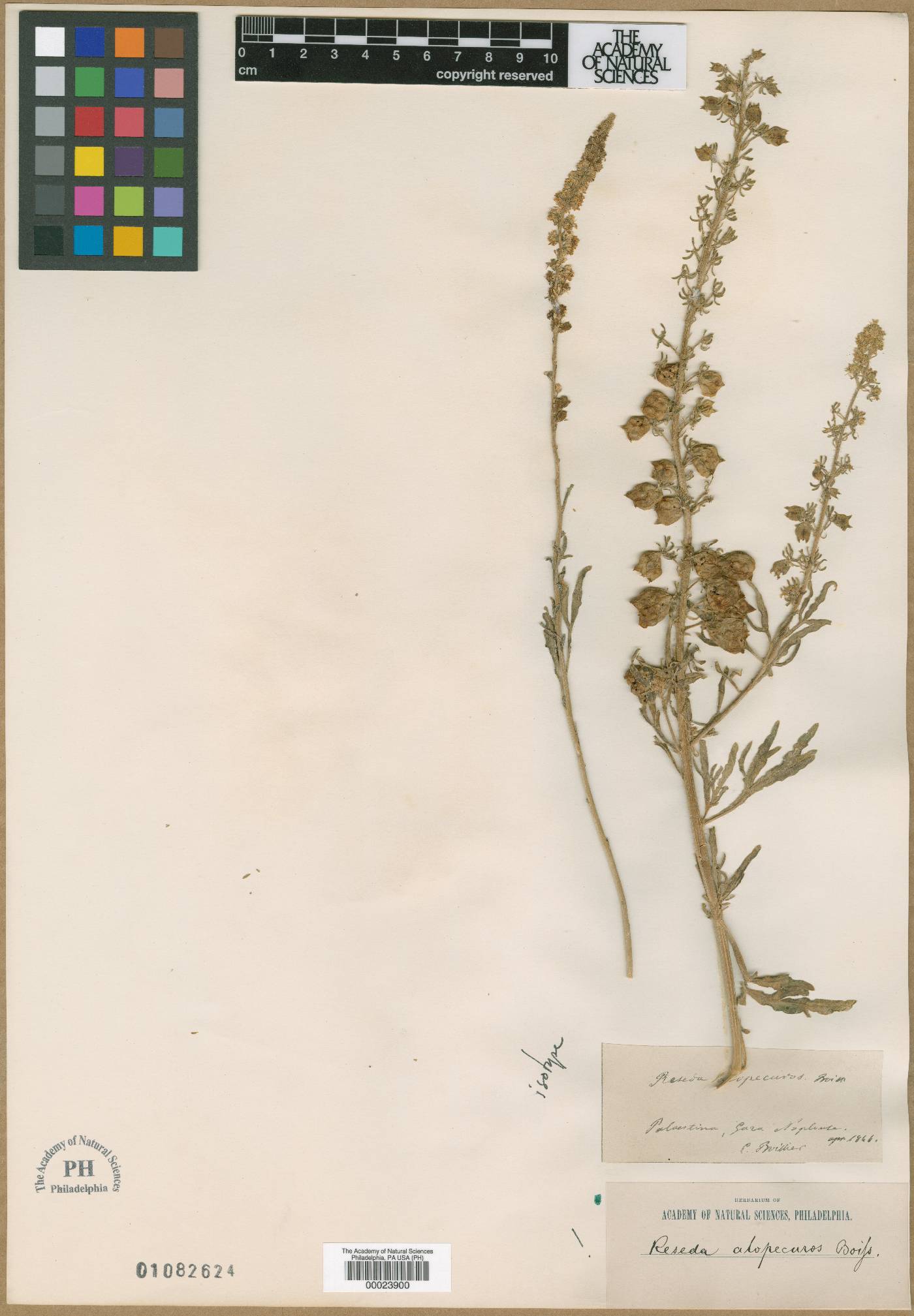 Reseda alopecuros image