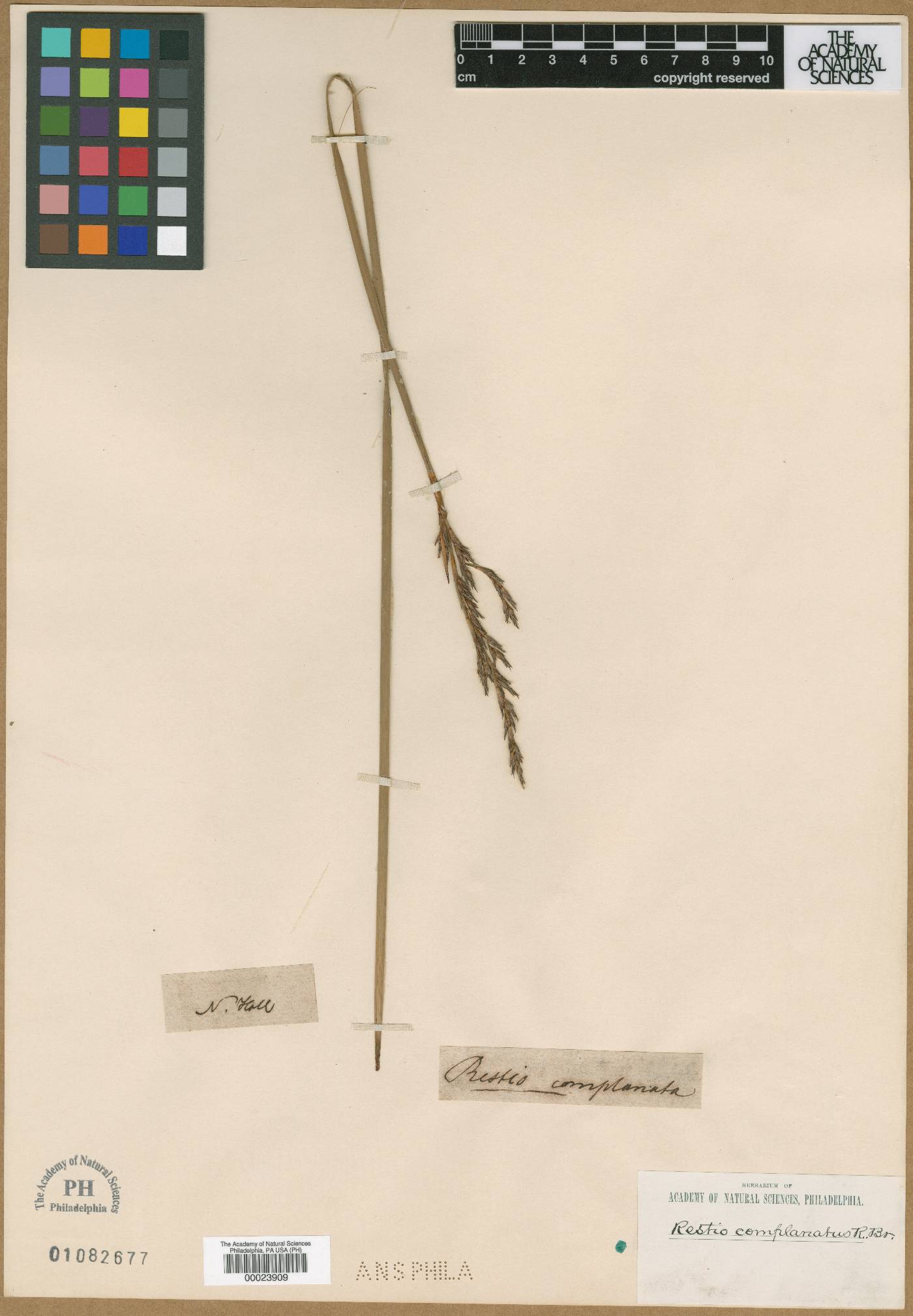Eurychorda image