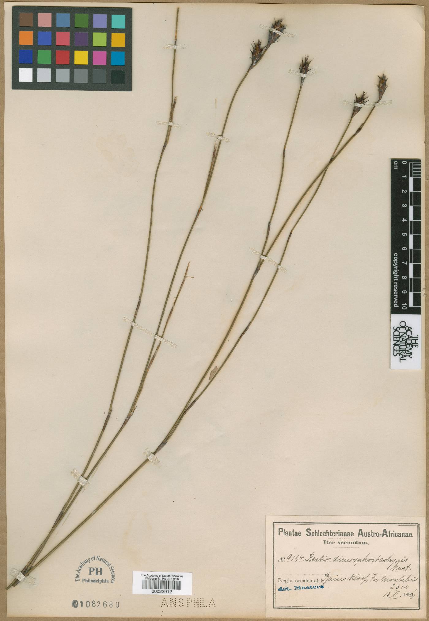 Restio pachystachyus image