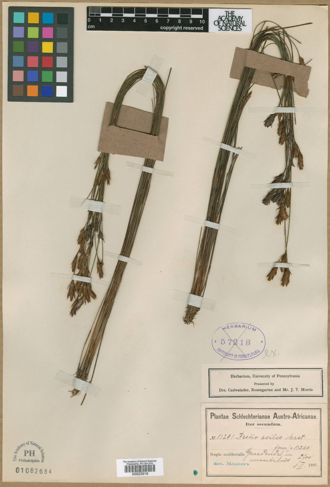 Restio exilis image