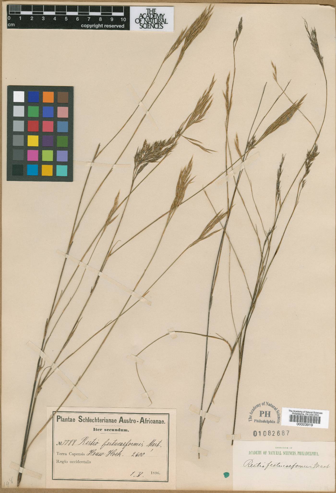 Restio festuciformis image
