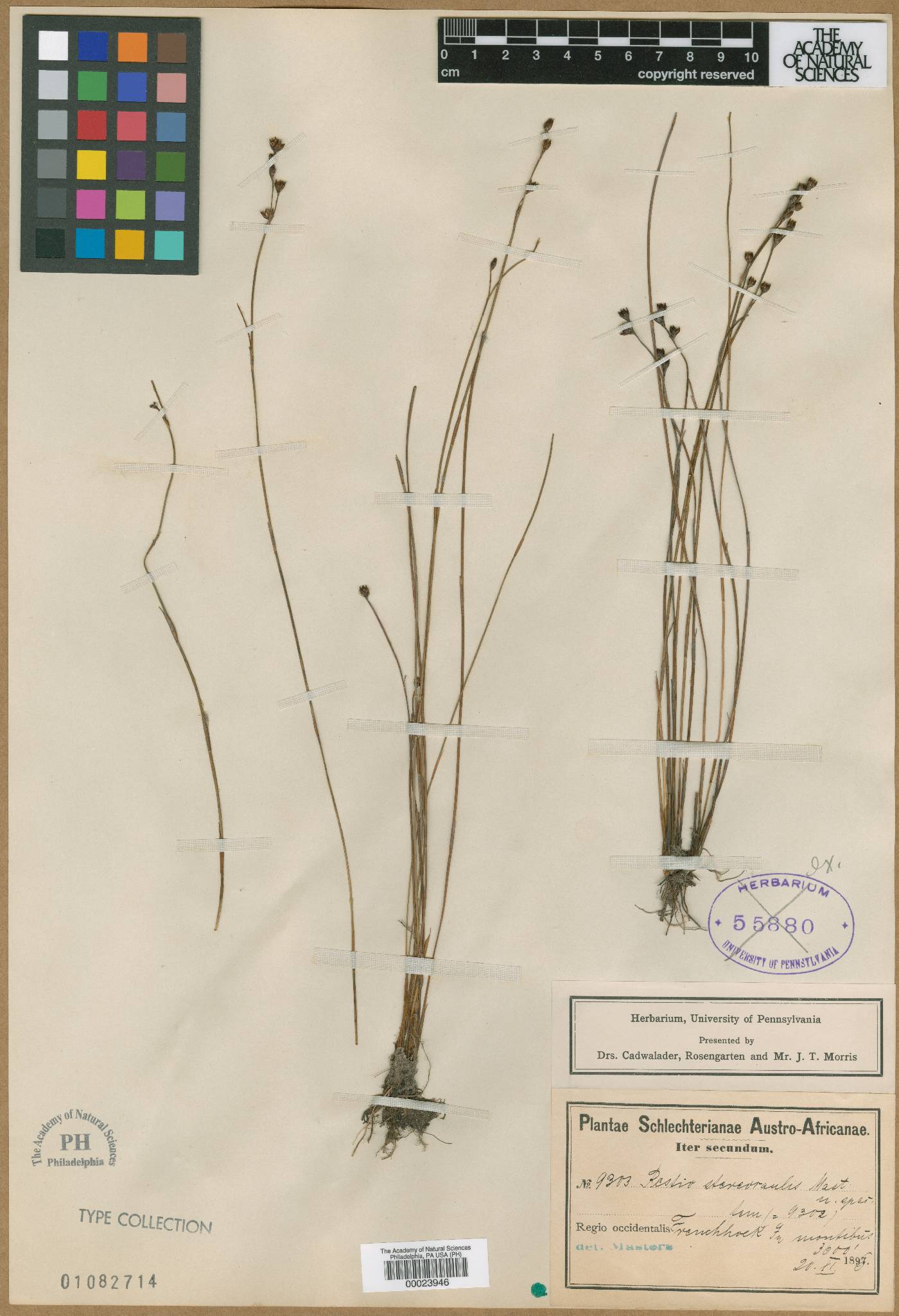 Restio stereocaulis image