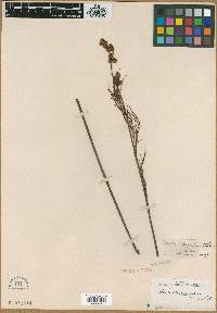 Baloskion tetraphyllum image