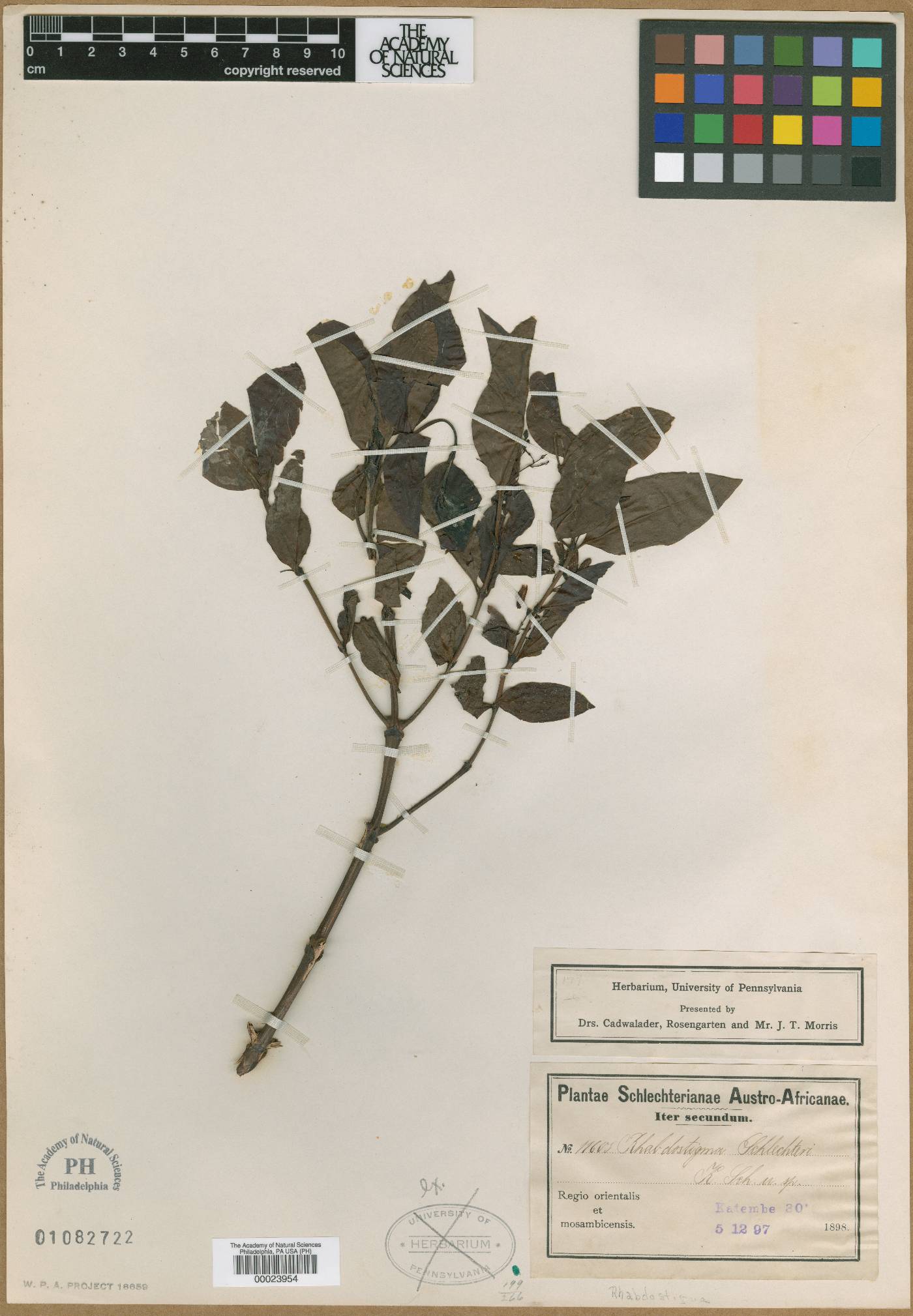 Kraussia floribunda image