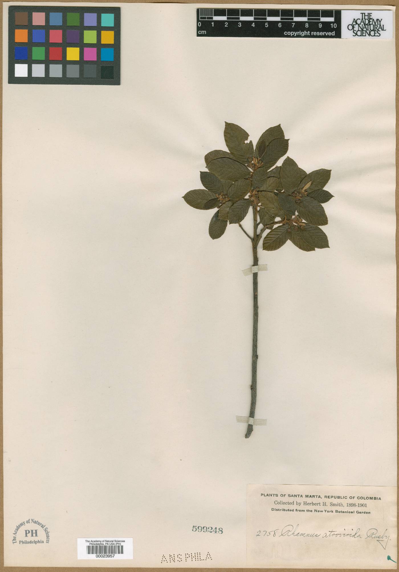 Frangula goudotiana image