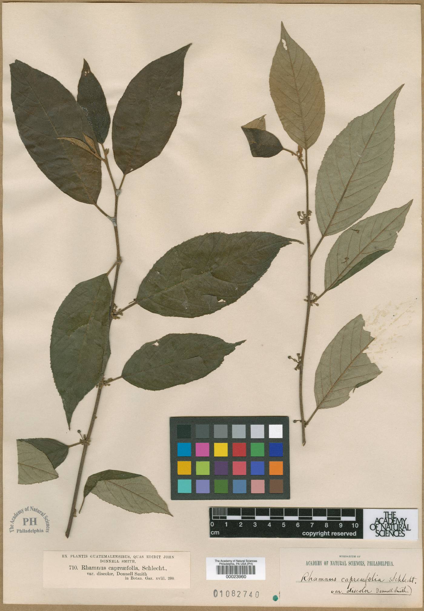Rhamnus capreifolia image