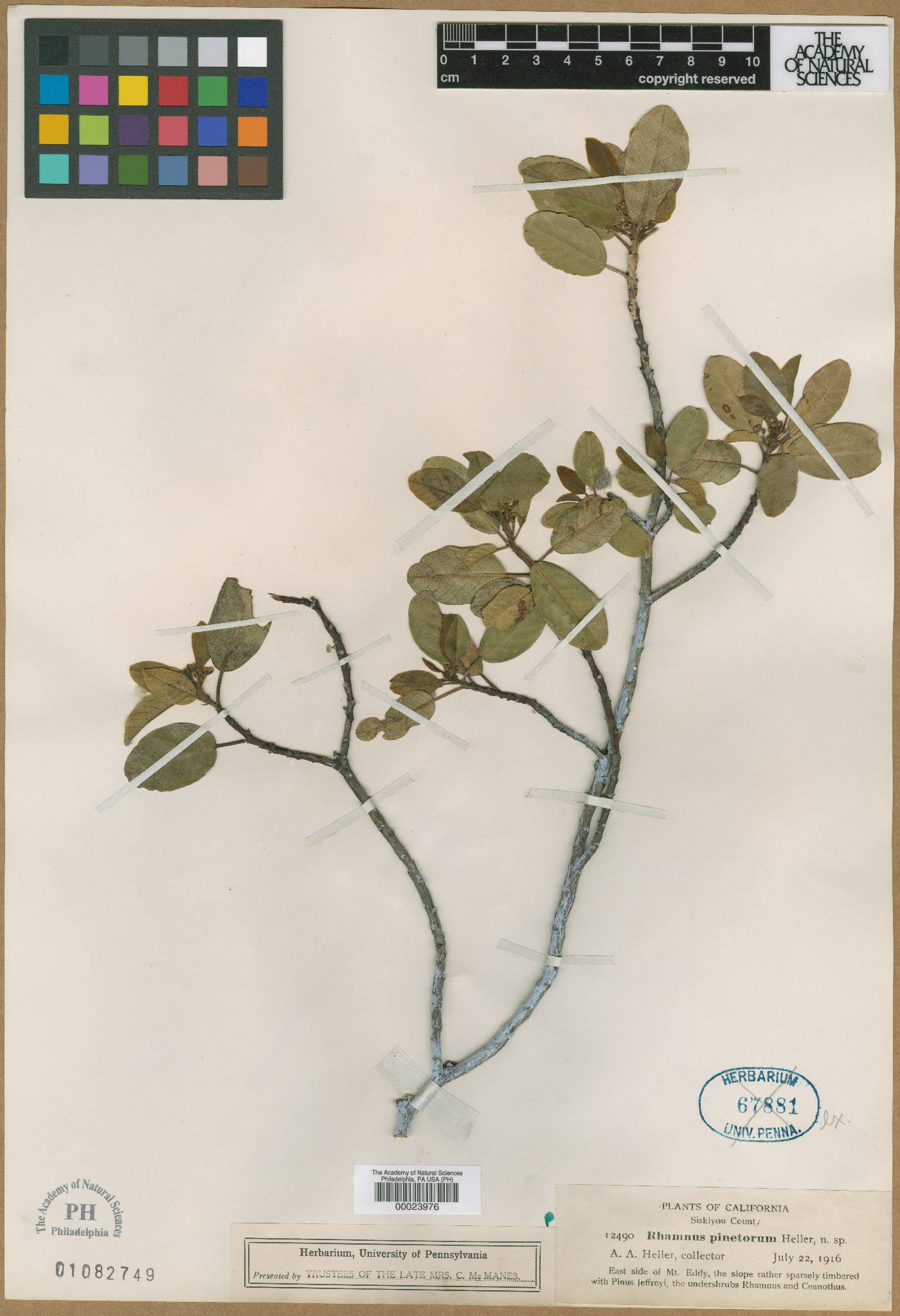 Rhamnus pinetorum image
