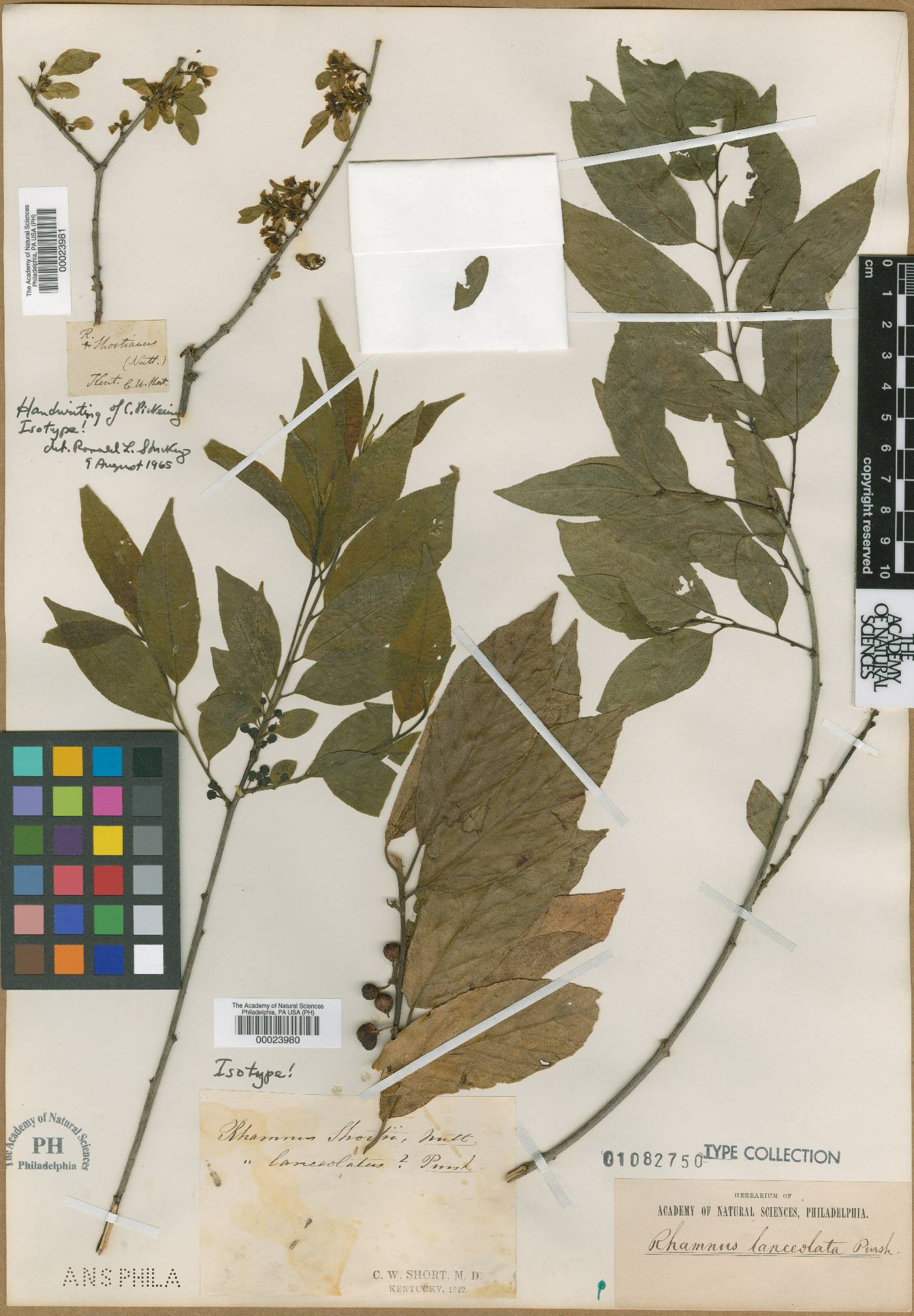 Endotropis lanceolata subsp. lanceolata image