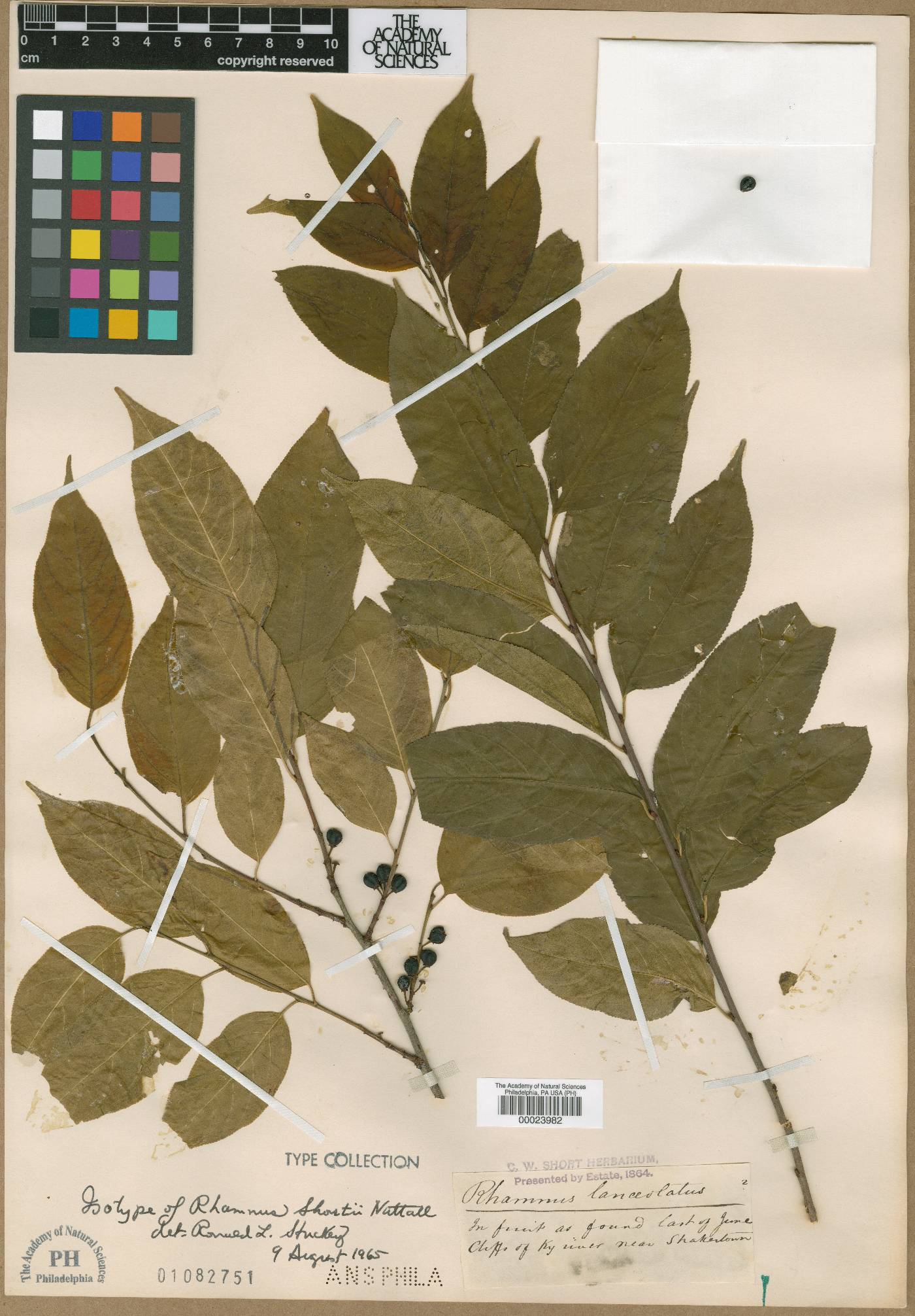 Endotropis lanceolata image
