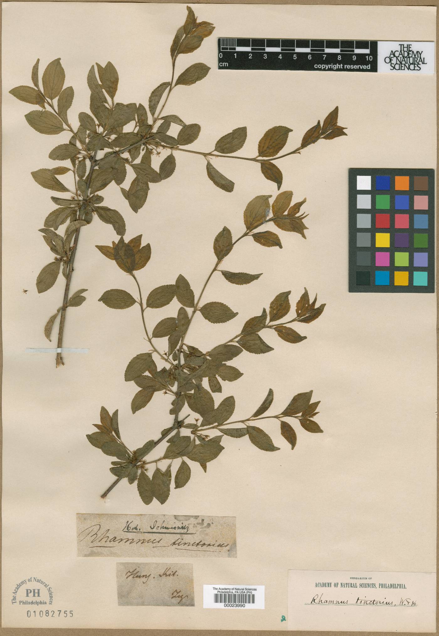 Rhamnus tinctoria image