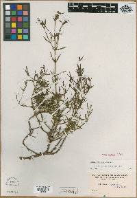 Rhexia floridana image