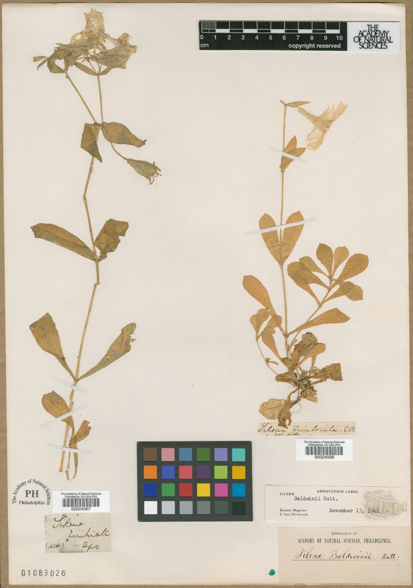 Silene catesbaei image