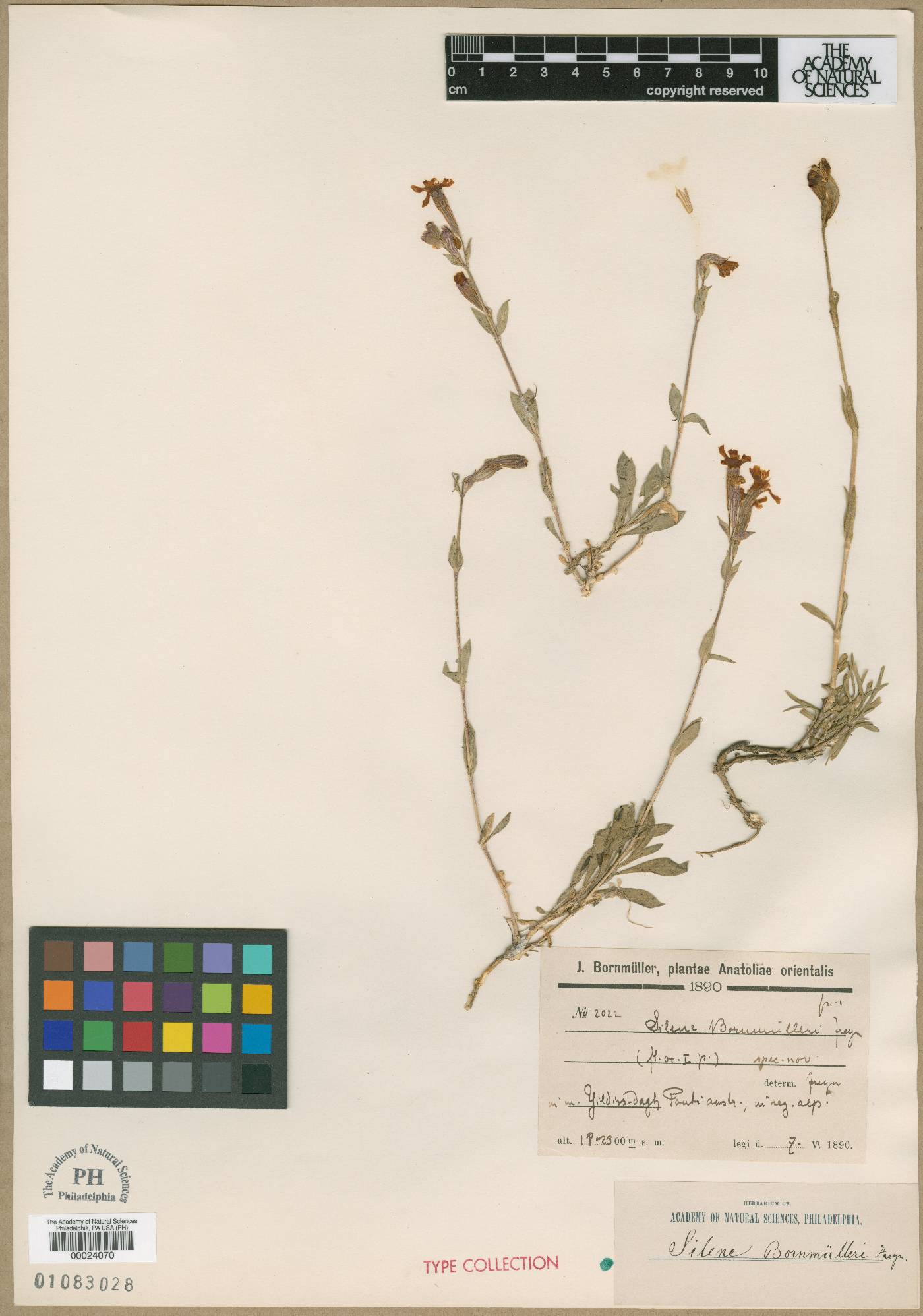 Silene bornmuelleri image